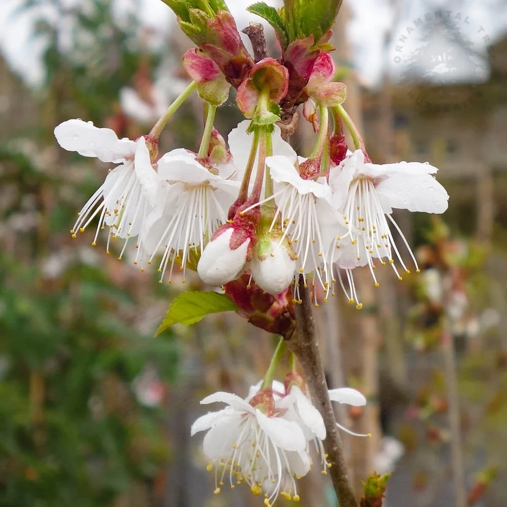 Popular Flowering Cherry Trees